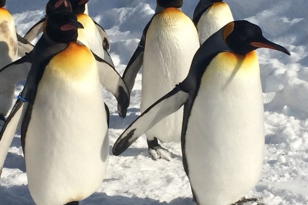 旭山動物園 夜の動物園と雪あかりの動物園