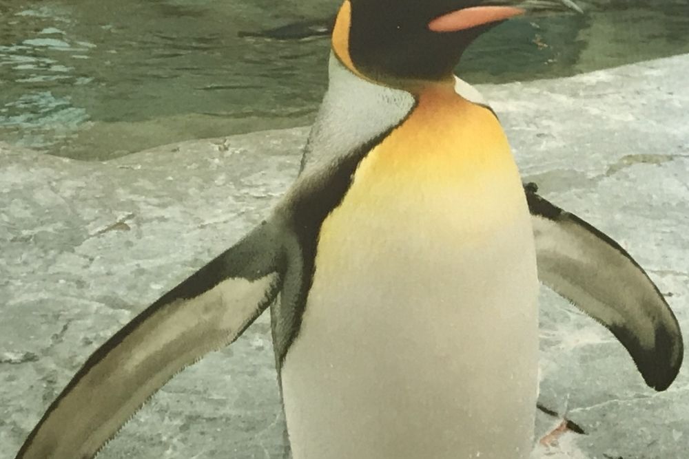 旭山動物園 冬限定のペンギンの散歩