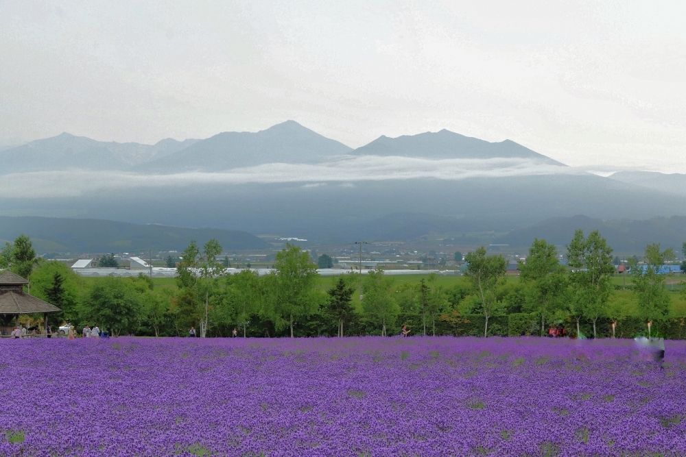 ファーム富田 ラベンダーイーストの楽しみ方