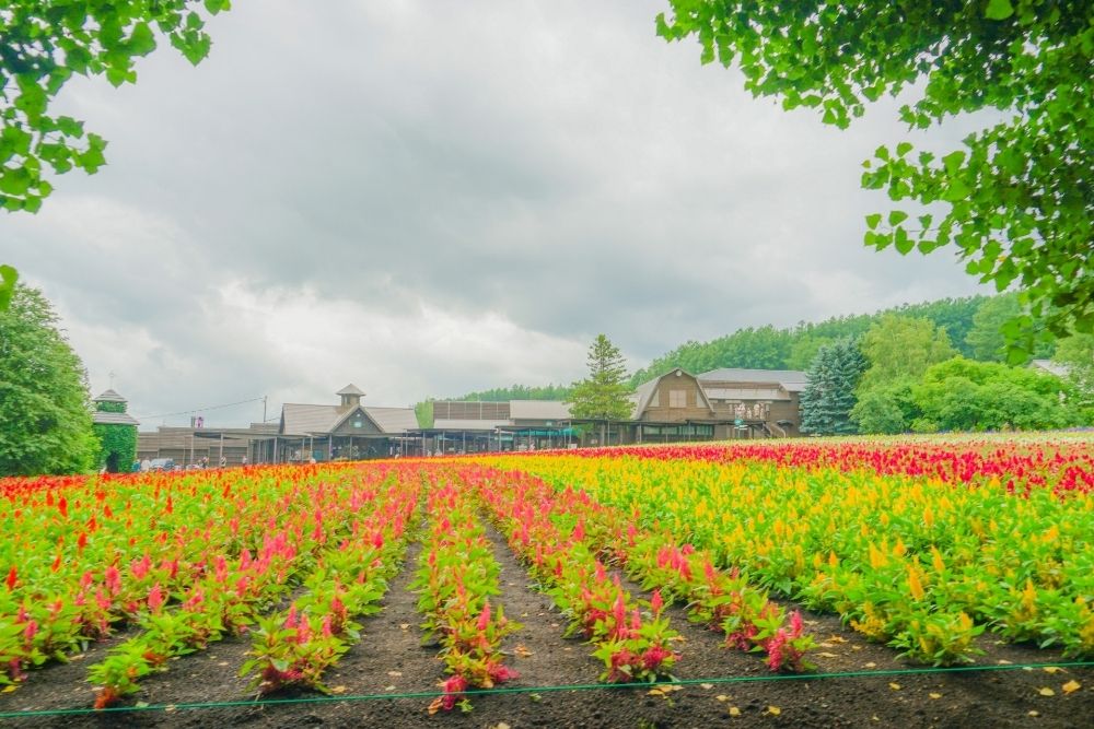 ファーム富田の営業時間と入園料
