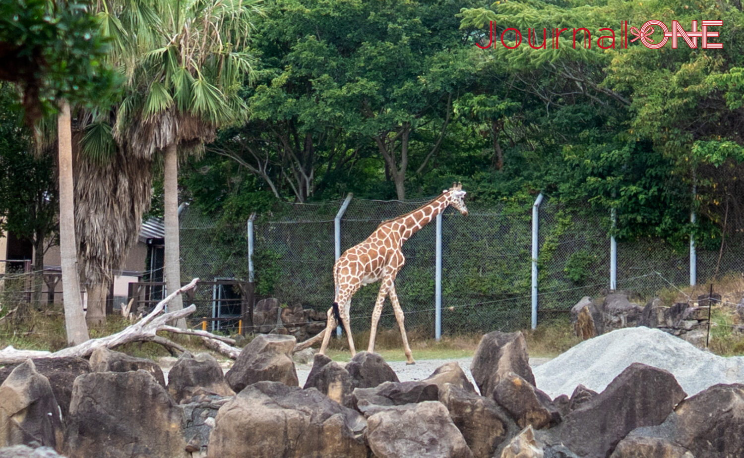 南紀白浜アドベンチャーワールド｜動物と出会う人気テーマパーク