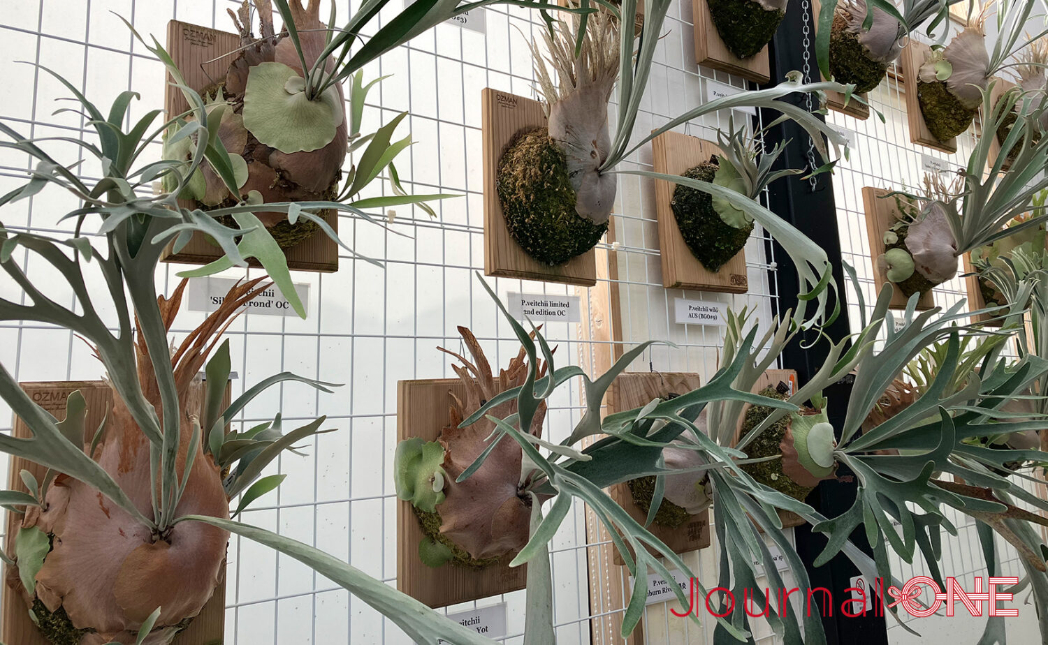 ボタニカルガーデン オズマン｜掛川で珍奇植物とカフェを満喫