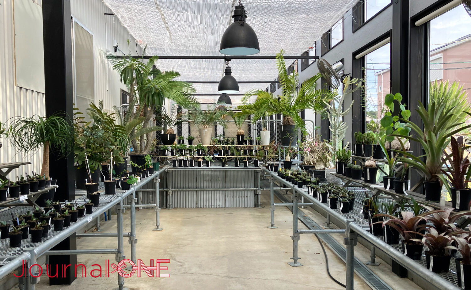 ボタニカルガーデン オズマン｜掛川で珍奇植物とカフェを満喫