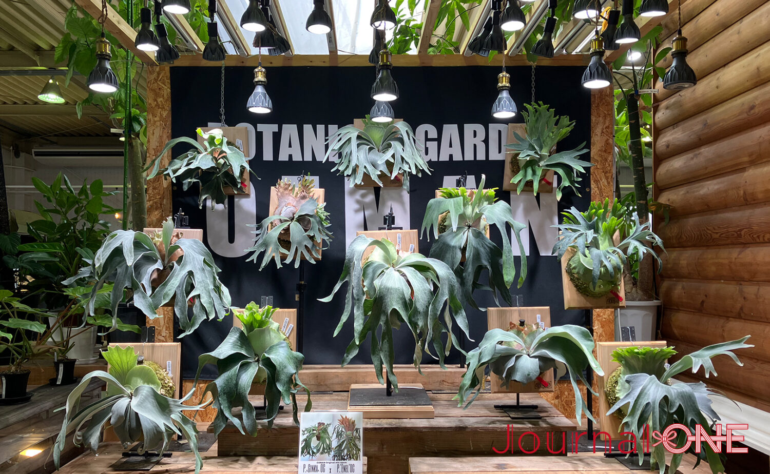 ボタニカルガーデン オズマン｜掛川で珍奇植物とカフェを満喫