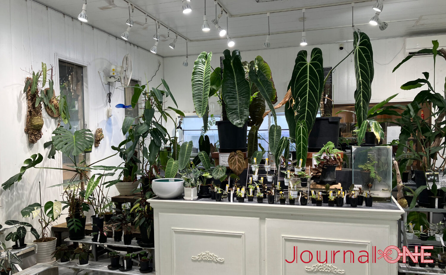 ボタニカルガーデン オズマン｜掛川で珍奇植物とカフェを満喫