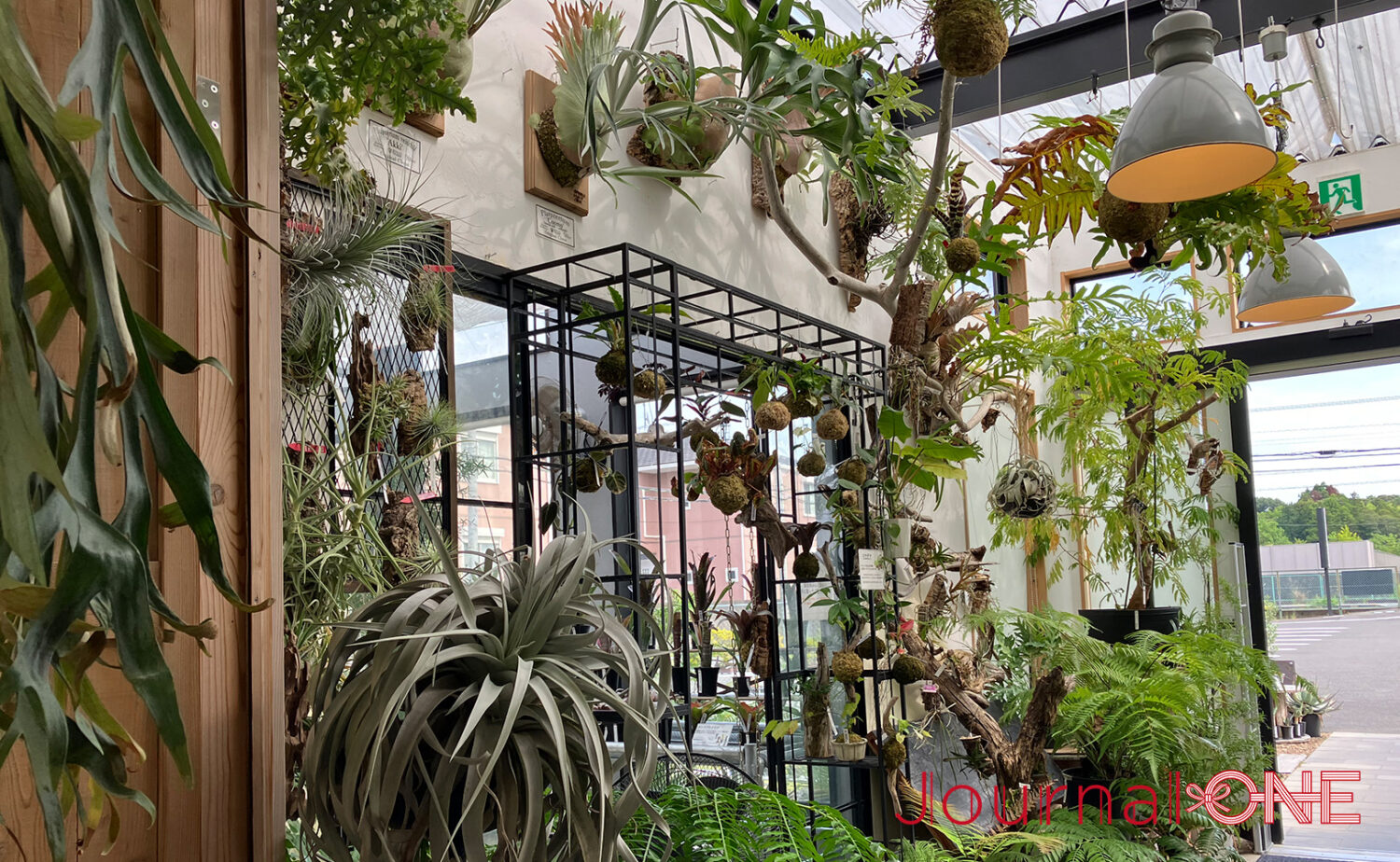 ボタニカルガーデン オズマン｜掛川で珍奇植物とカフェを満喫