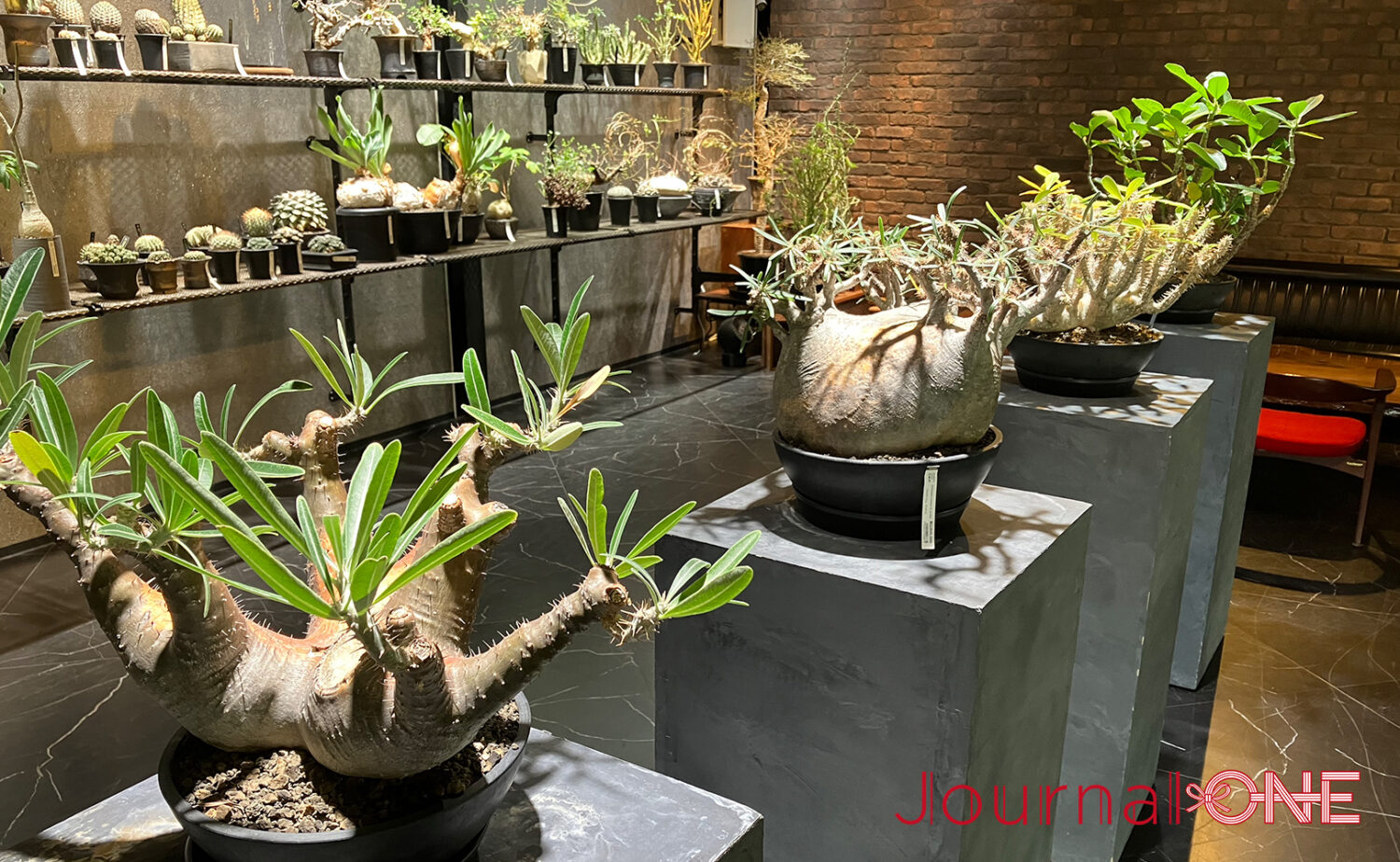 ボタニカルガーデン オズマン｜掛川で珍奇植物とカフェを満喫