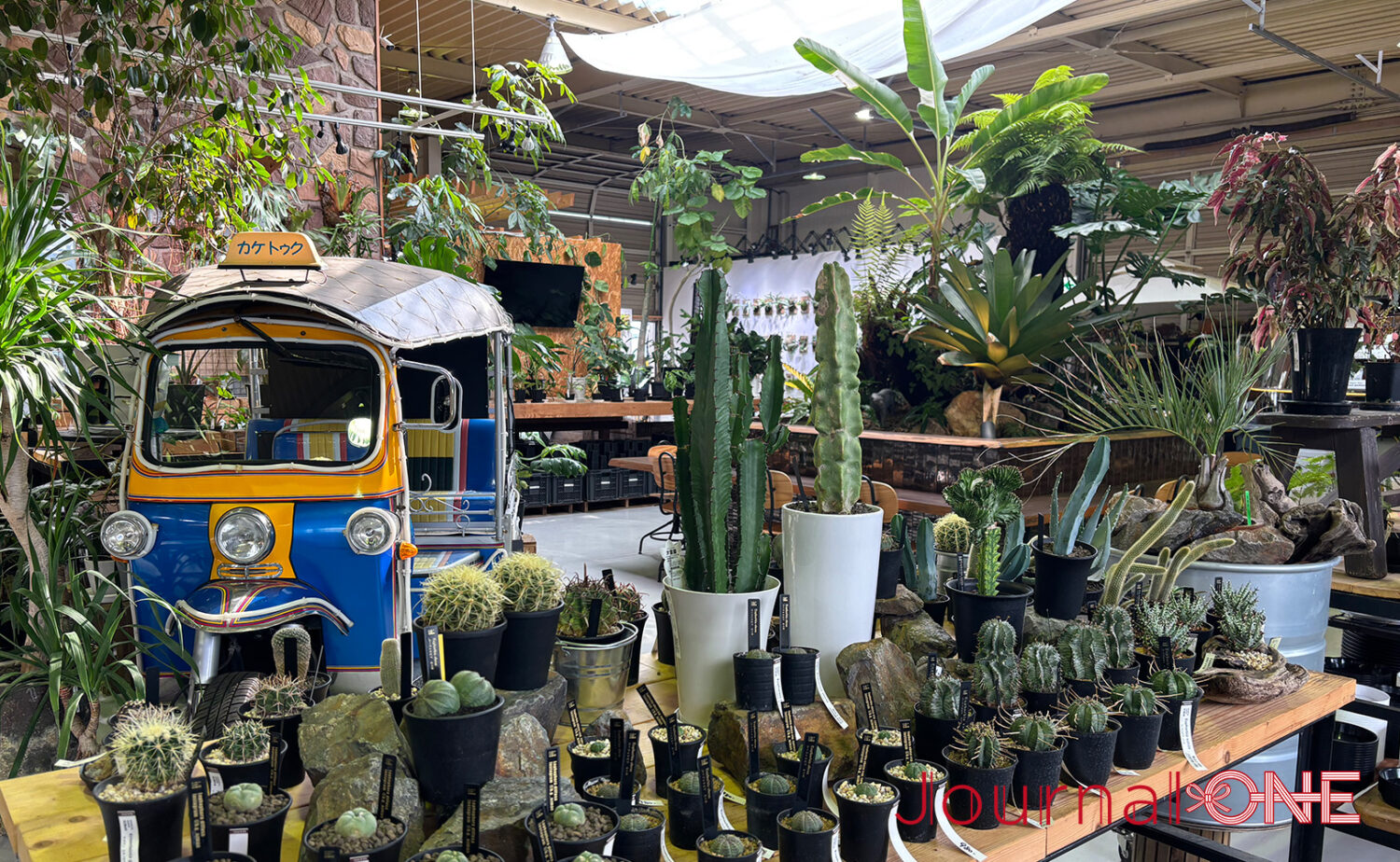 ボタニカルガーデン オズマン｜掛川で珍奇植物とカフェを満喫