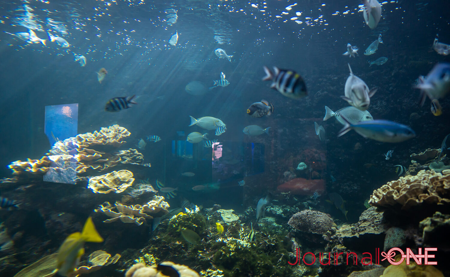 串本海中公園｜海中展望塔と水族館で黒潮の海を満喫