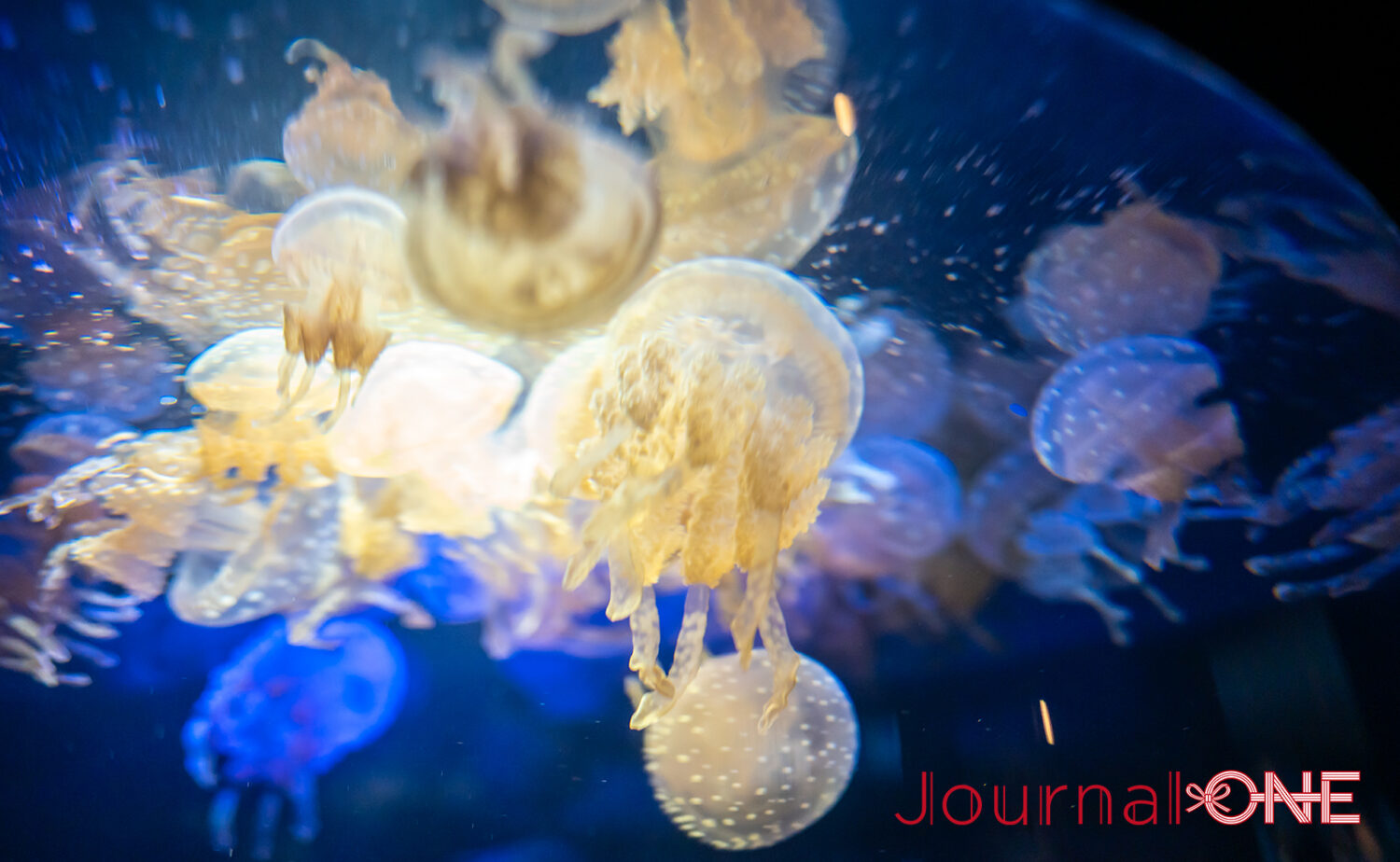 串本海中公園｜海中展望塔と水族館で黒潮の海を満喫