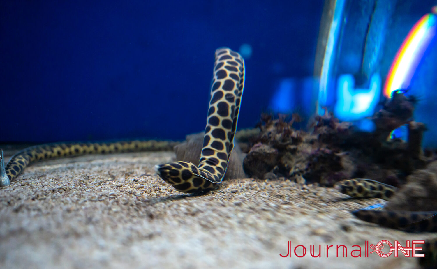 串本海中公園｜海中展望塔と水族館で黒潮の海を満喫