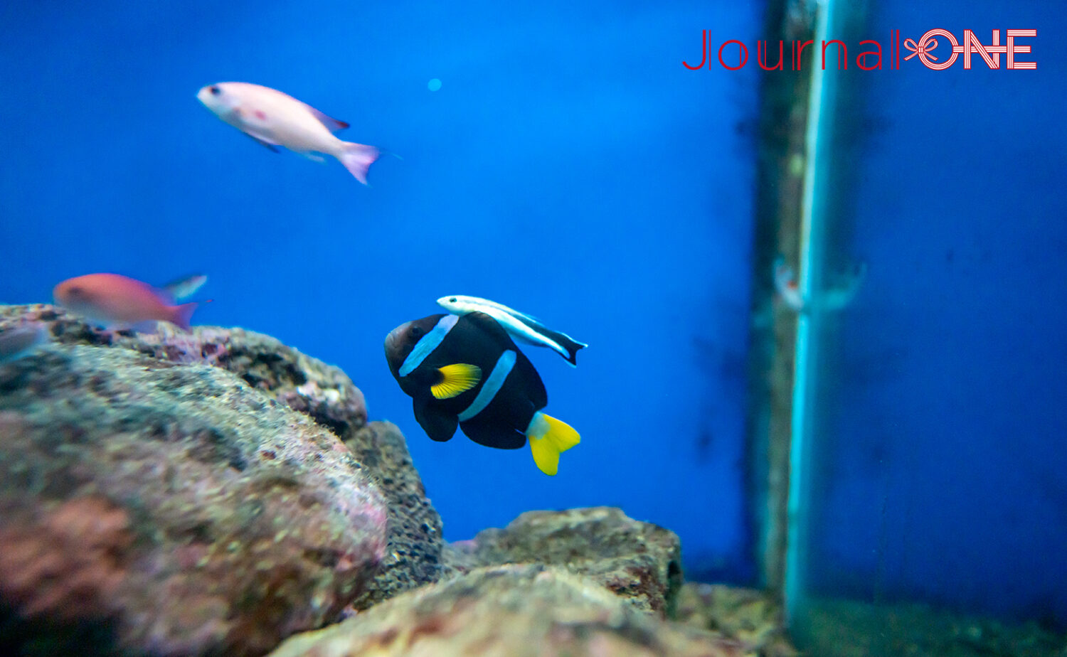 串本海中公園｜海中展望塔と水族館で黒潮の海を満喫