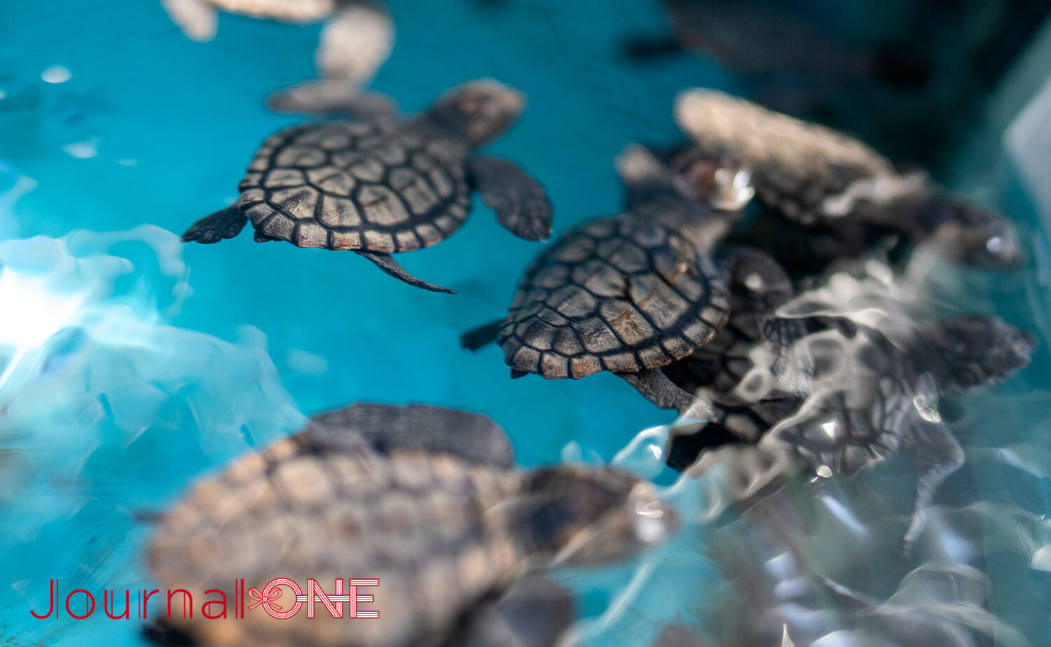 串本海中公園｜海中展望塔と水族館で黒潮の海を満喫