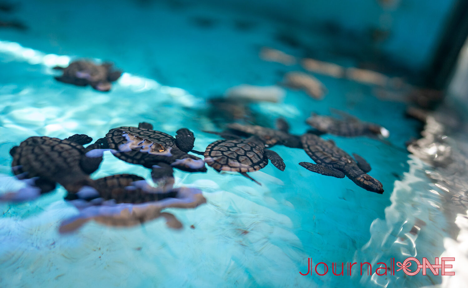 串本海中公園｜海中展望塔と水族館で黒潮の海を満喫