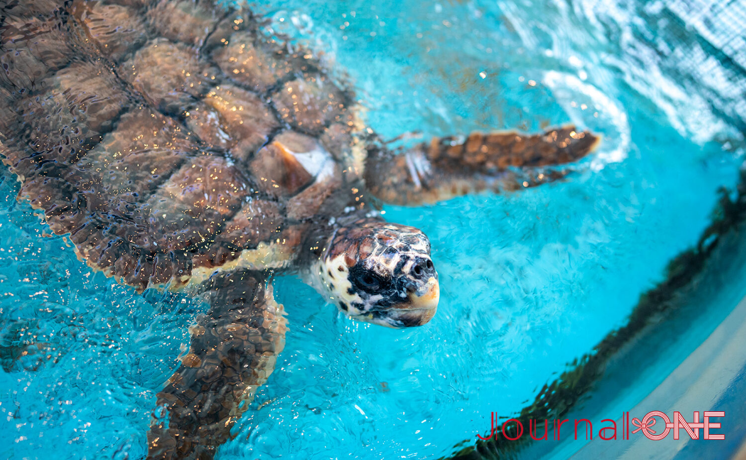 串本海中公園｜海中展望塔と水族館で黒潮の海を満喫