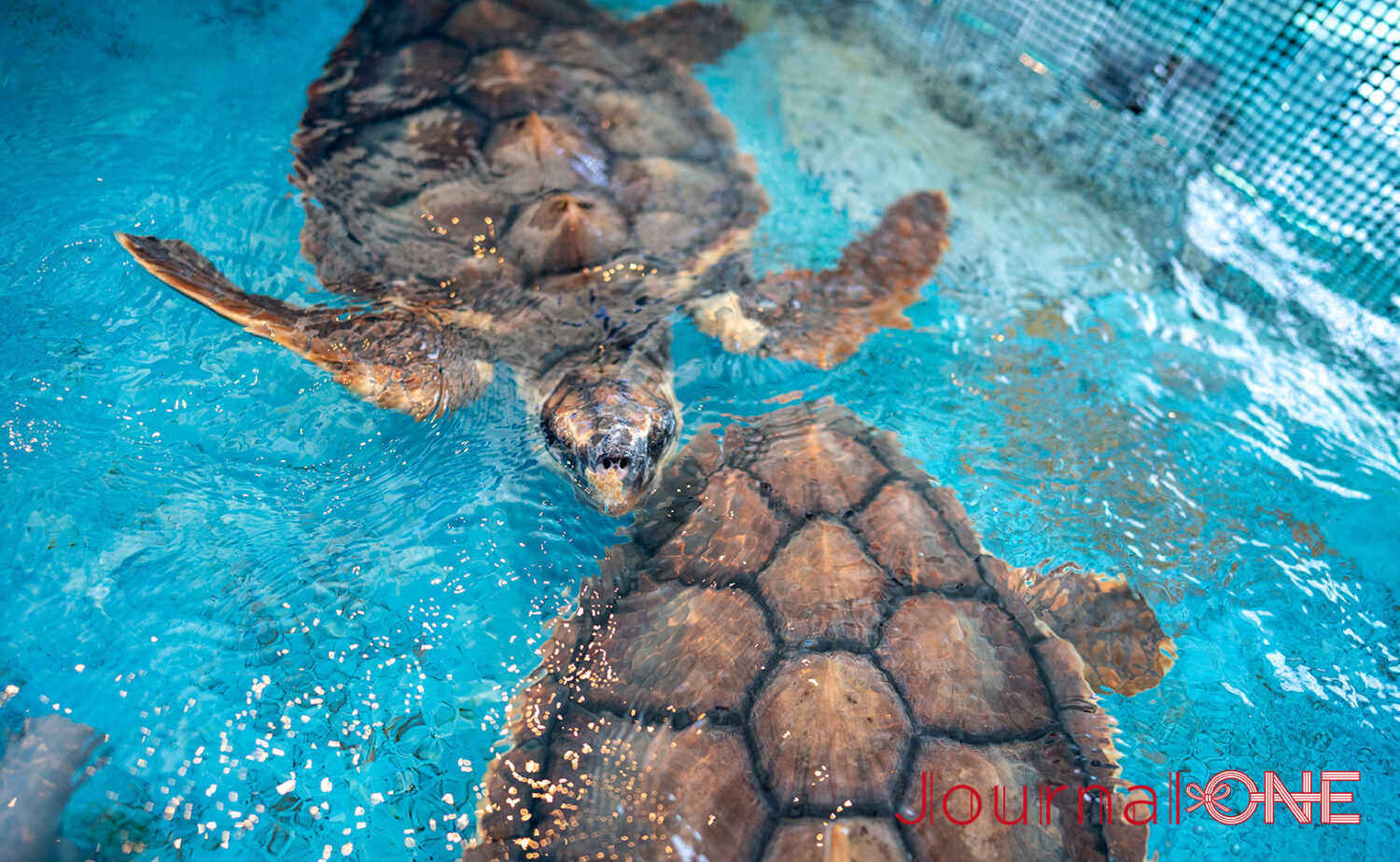 串本海中公園｜海中展望塔と水族館で黒潮の海を満喫