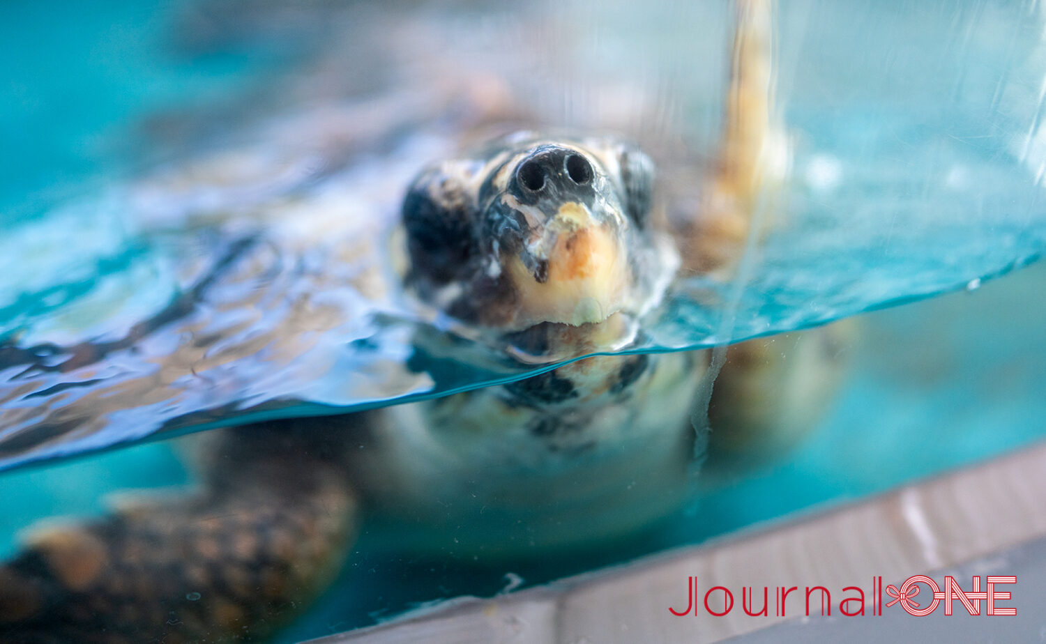 串本海中公園｜海中展望塔と水族館で黒潮の海を満喫