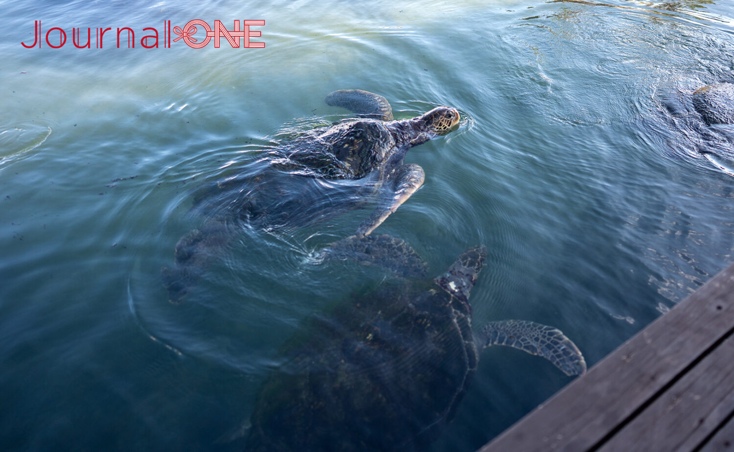 串本海中公園｜海中展望塔と水族館で黒潮の海を満喫