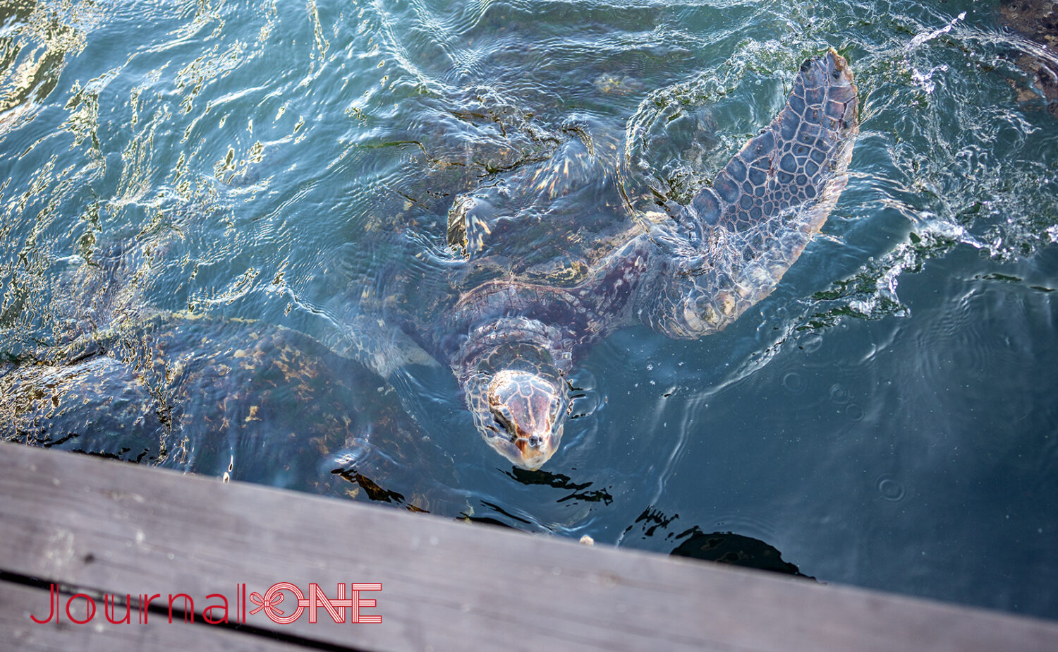 串本海中公園｜海中展望塔と水族館で黒潮の海を満喫
