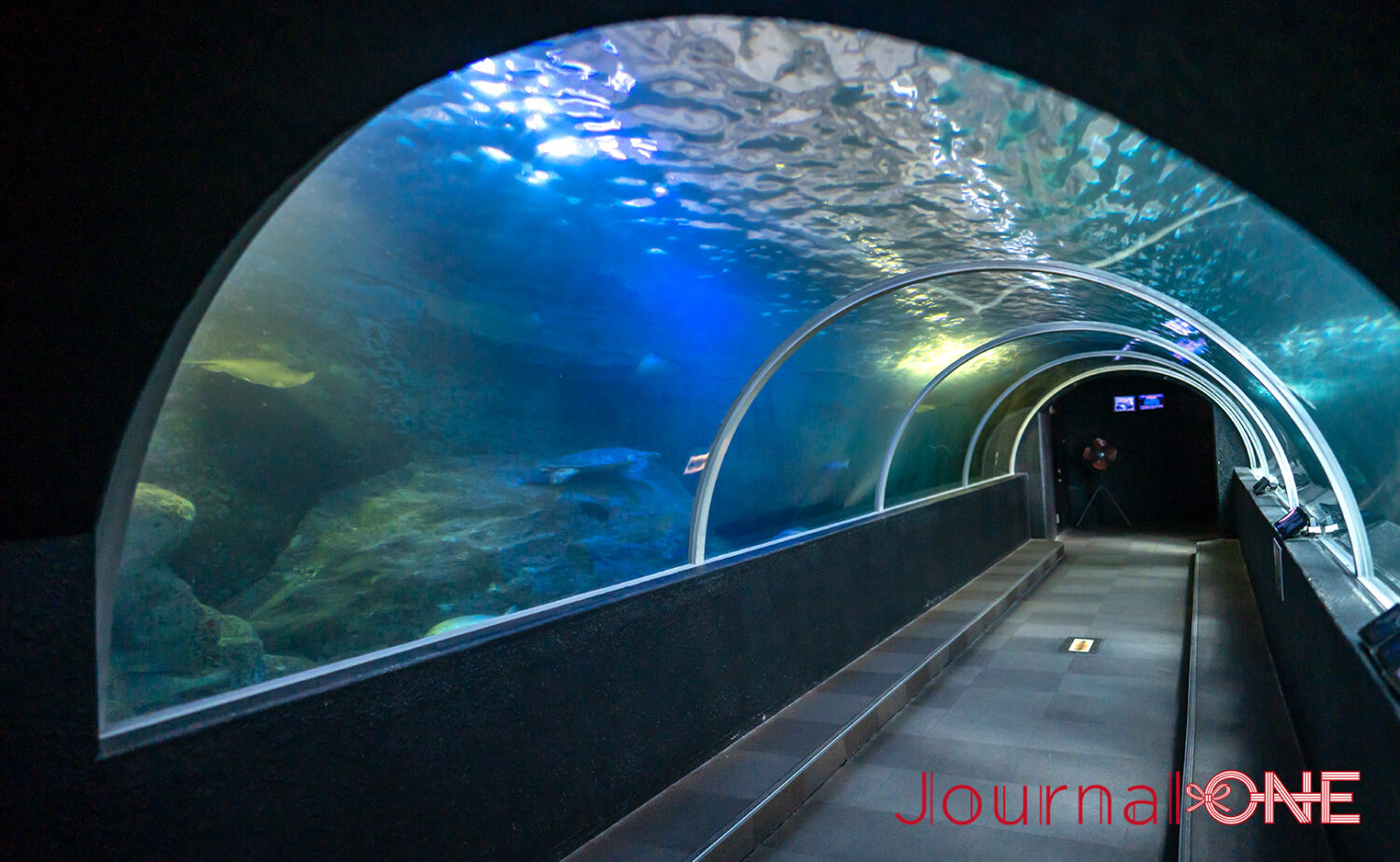 串本海中公園｜海中展望塔と水族館で黒潮の海を満喫