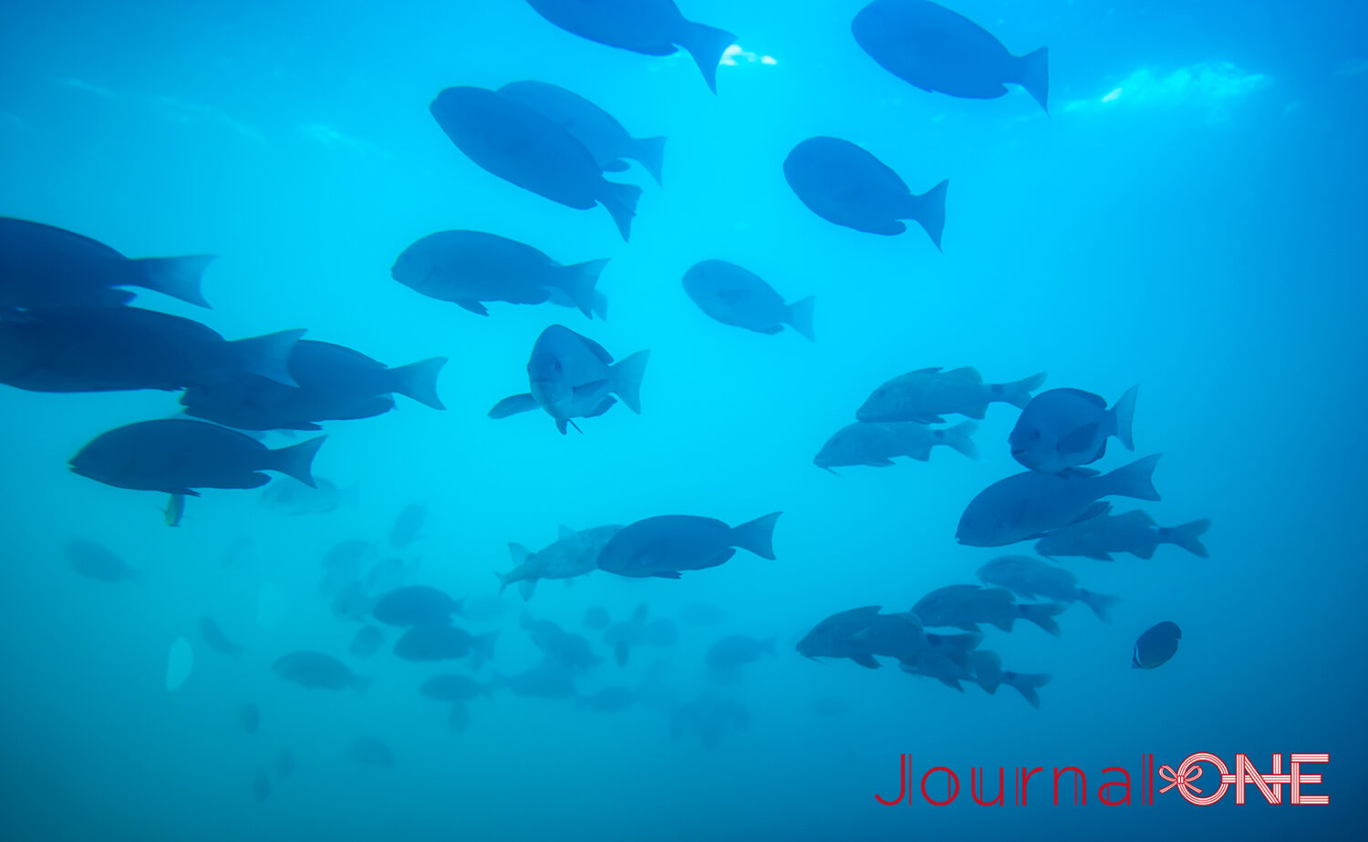 串本海中公園｜海中展望塔と水族館で黒潮の海を満喫