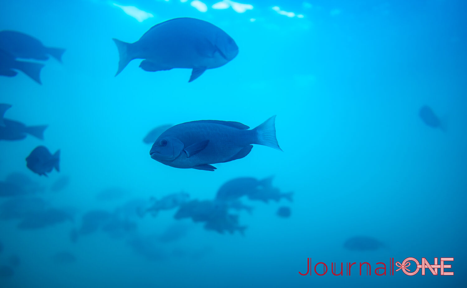 串本海中公園｜海中展望塔と水族館で黒潮の海を満喫