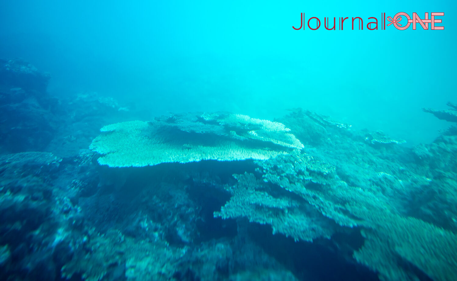 串本海中公園｜海中展望塔と水族館で黒潮の海を満喫
