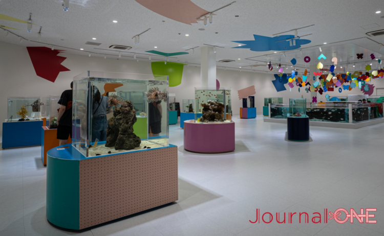 ニフレル「いろにふれる」ゾーンの全景。独立した展示水槽が並び、色彩豊かな空間が広がる。