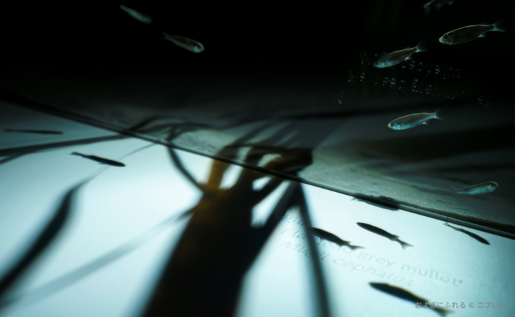 ニフレル「およぎにふれる」ゾーン。魚の姿と影を使って泳ぎの美しさを表現する展示。