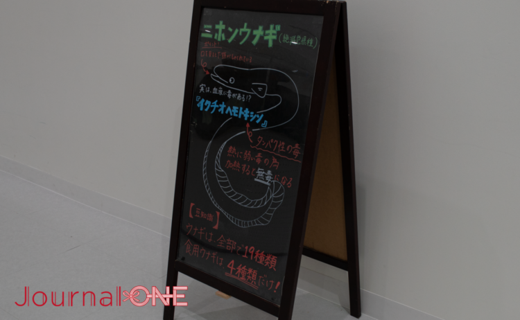 ニフレル「どくにふれる」ゾーンに展示されたニホンウナギの手書き解説ボード。