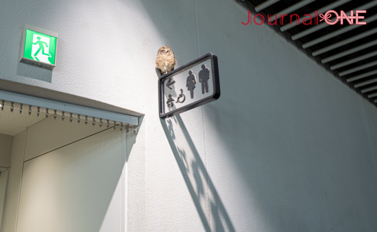 ニフレル館内で、トイレ案内サインの上にとまって休むフクロウ。