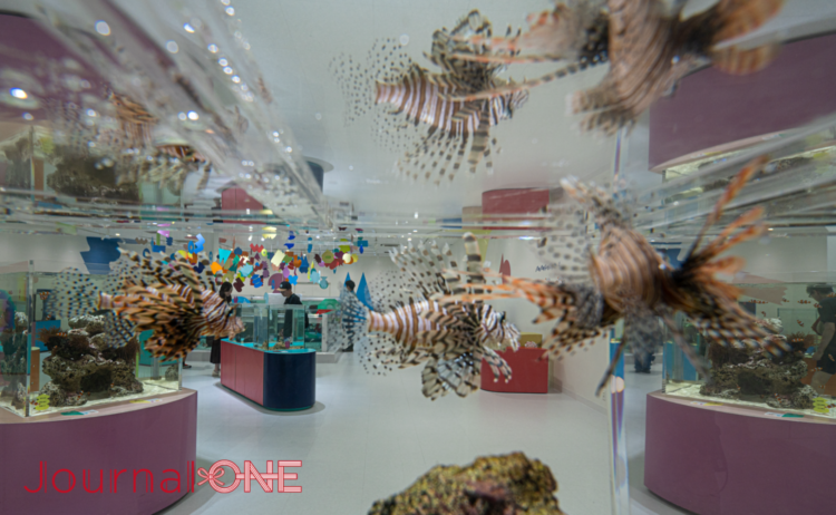 ニフレル「いろにふれる」ゾーン。水槽越しに見た展示空間と魚たち。