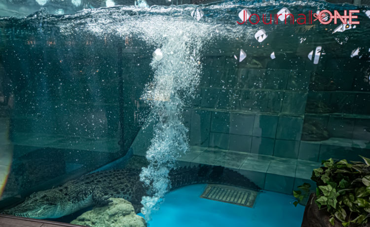 ニフレル展示水槽で休むイリエワニ。水中からその巨体を見ることができる。