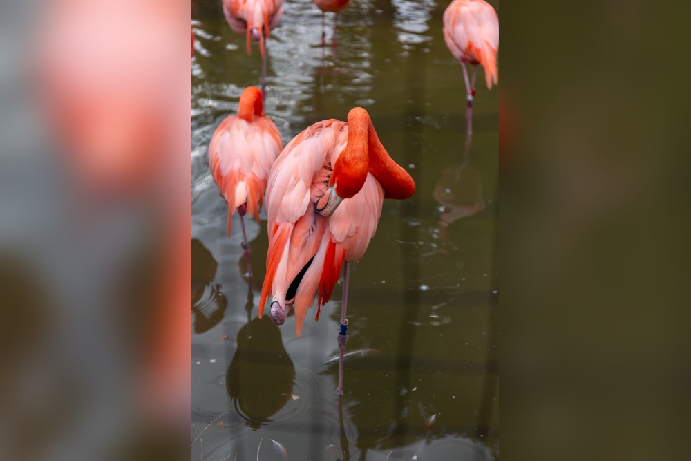 上野動物園に関するよくある質問
