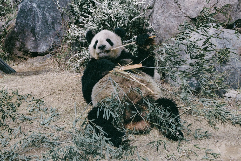上野動物園のパンダは今どうなっている?